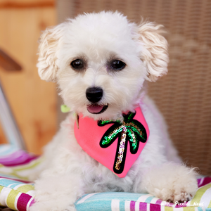 Weißer Zwergpudel trägt neon pinkes Hundehalstuch mit Palme aus Pailletten