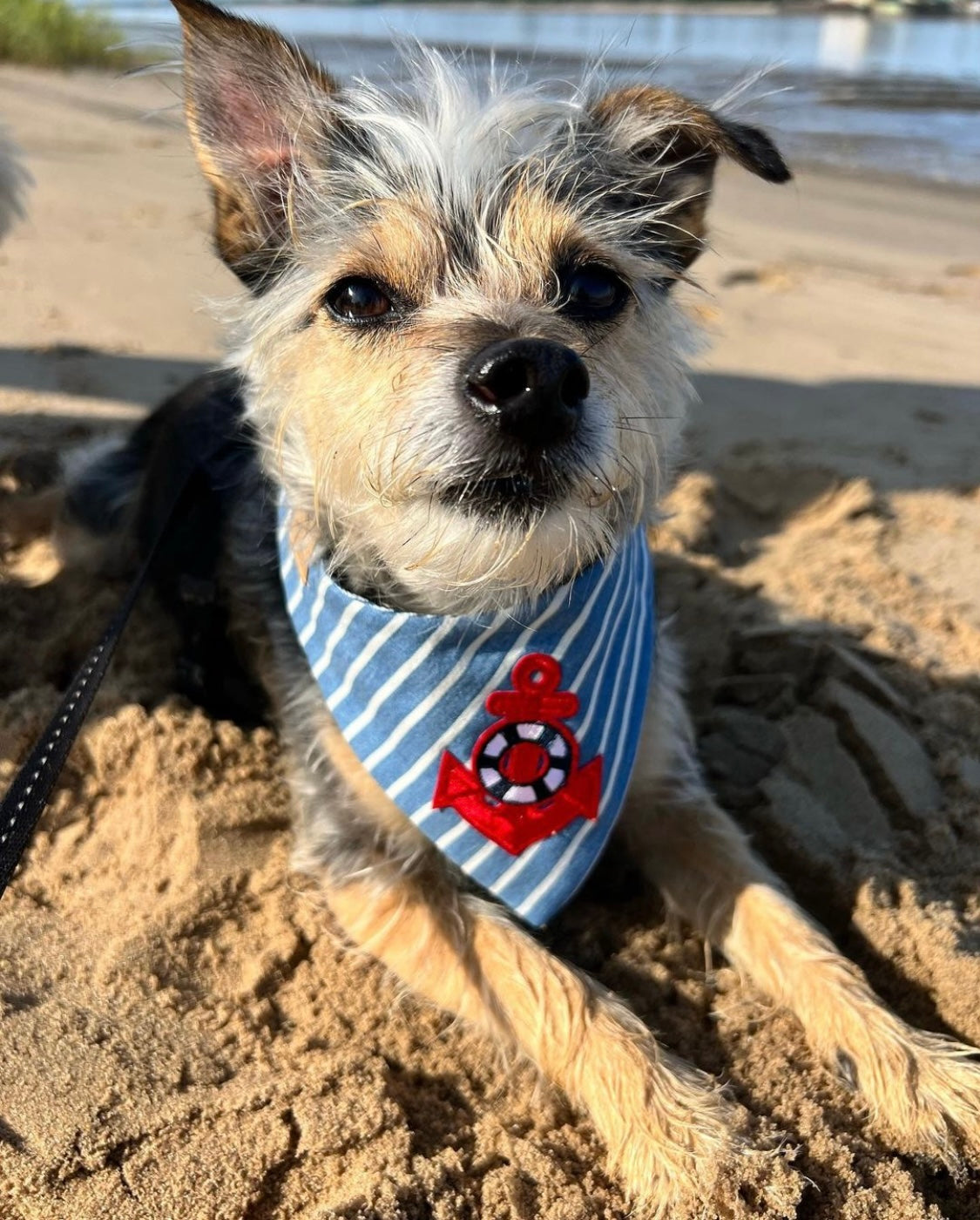 Süßer Hund trägt gestreiftes Hundehalstuch mit Anker beim Fotoshooting am Strand
