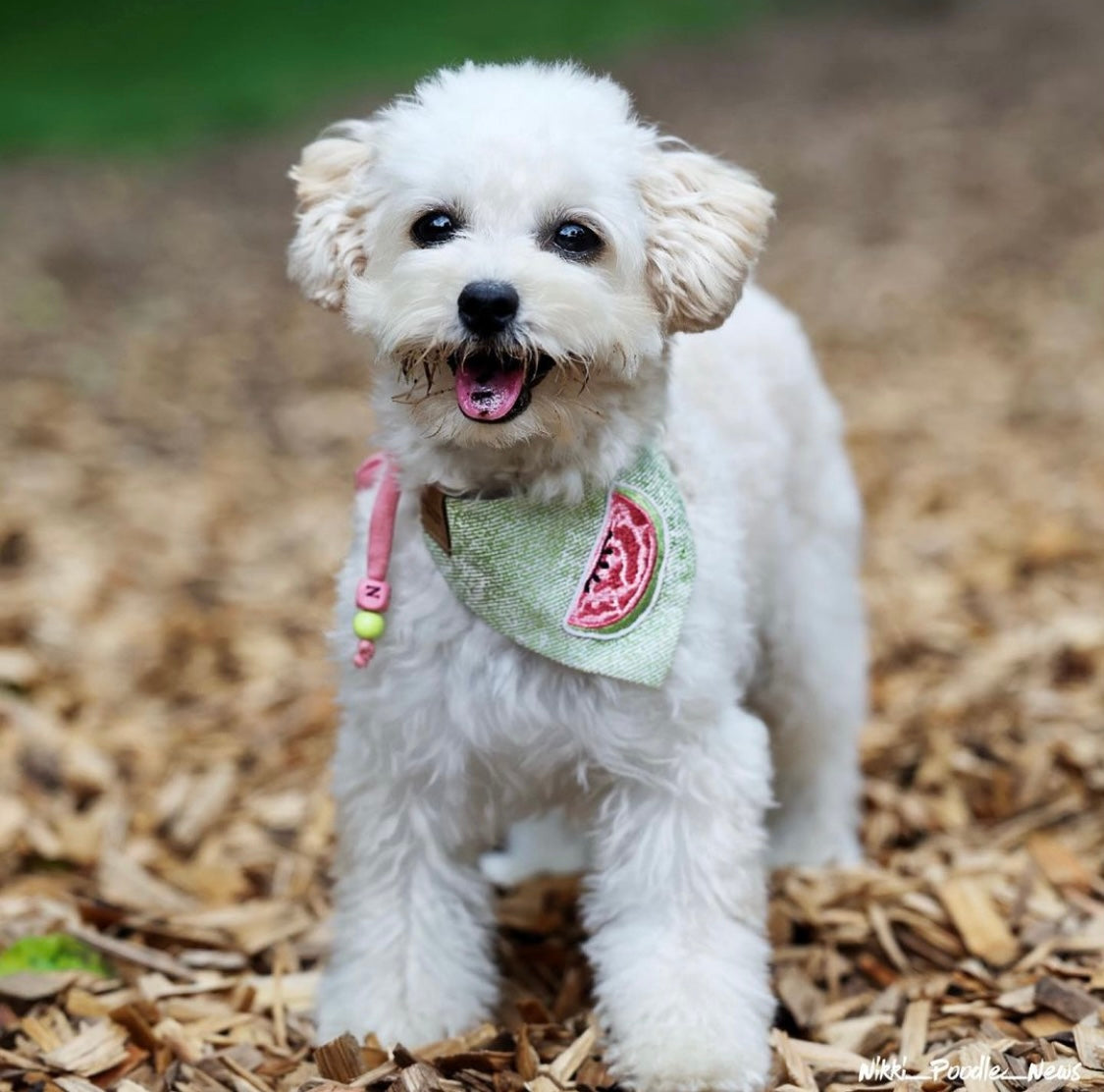 Süßer Zwergpudel trägt personalisiertes Hundehalstuch zum Binden mit Wassermelone