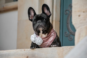 Hundemodel trägt rosa Hundehalstuch aus Satin mit Namen zur Hochzeit