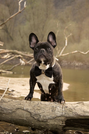 Französische Bulldogge trägt schwarze Hundeschleife in Nadelstreifenoptik
