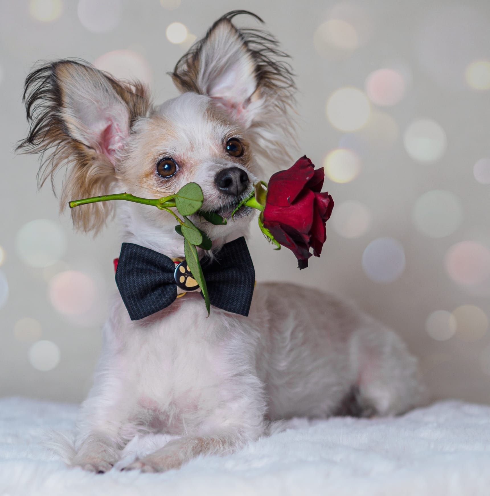 Süßer Hund mit schwarzer Hundeschleife und roter Rose