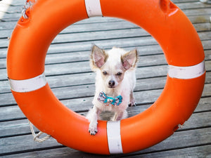 Süßer kleiner Hund trägt Hundeschleife in türkis und silber beim Fotoshooting