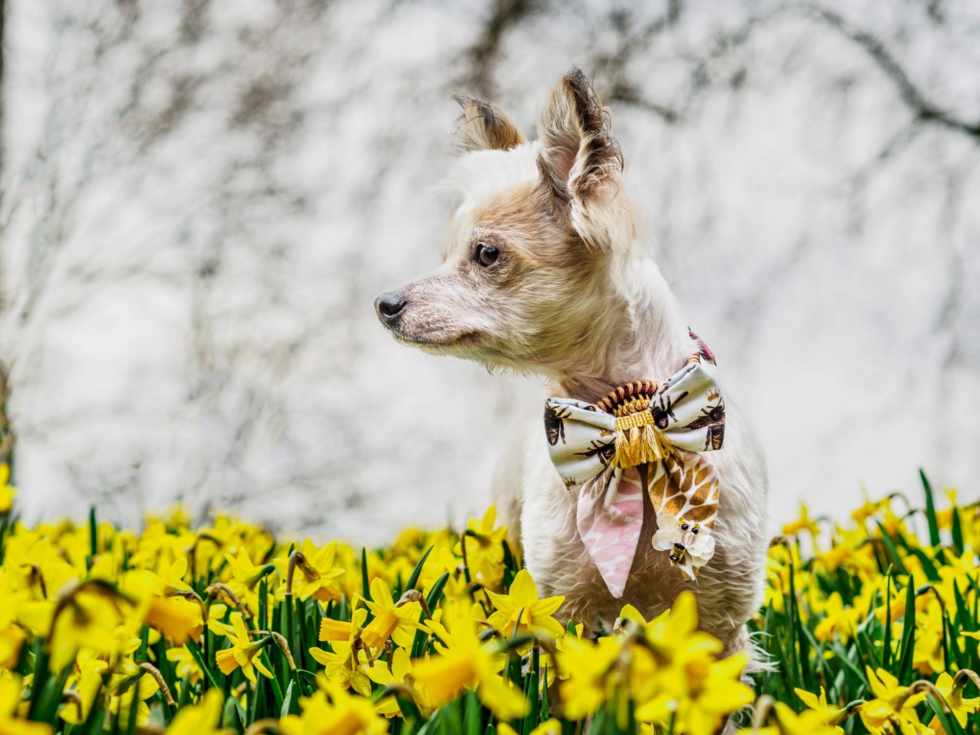 Hundemodel trägt weiße Hundeschleife mit Bienen und floralem Muster beim Fotoshooting in Blumenwiese
