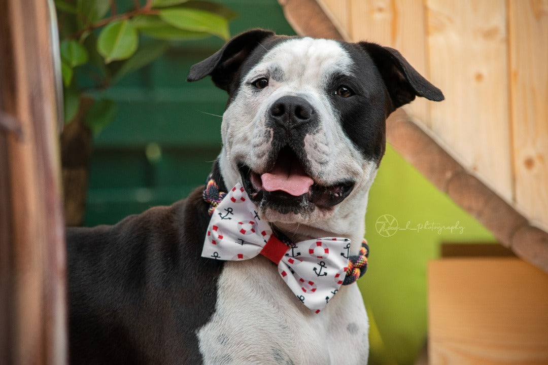 Hundemodel trägt maritime Hundeschleife mit Ankern beim Fotoshooting