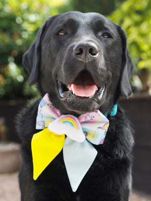 Schwarzer Labrador trägt bunte Hundeschleife mit Dinos und Regenbogen