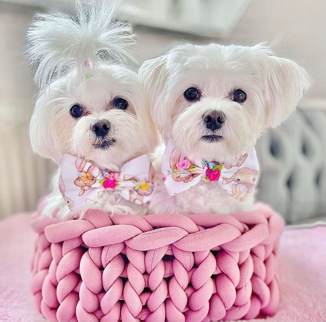 Hundeschleife - Katzenschleife - Ostern - No bunny but you