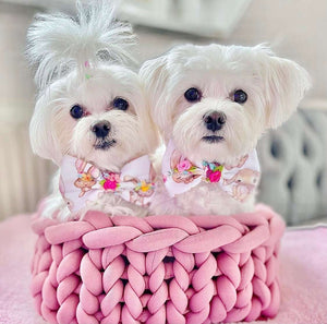 Hundeschleife - Katzenschleife - Ostern - No bunny but you