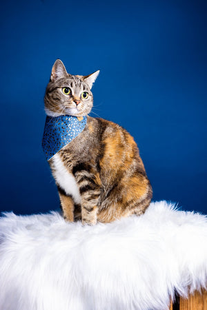 Süße Katze trägt blaues Katzenhalstuch mit Leopardenmuster beim Fotoshooting