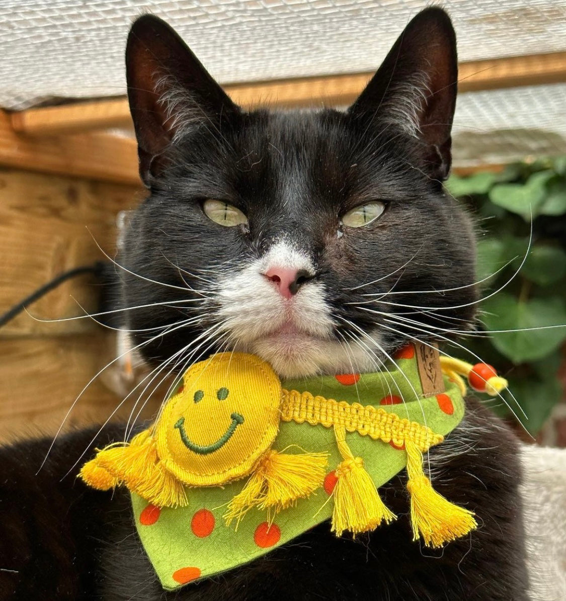 Katzenmodel trägt Katzenhalstuch mit gelbem Smiley und Fransen