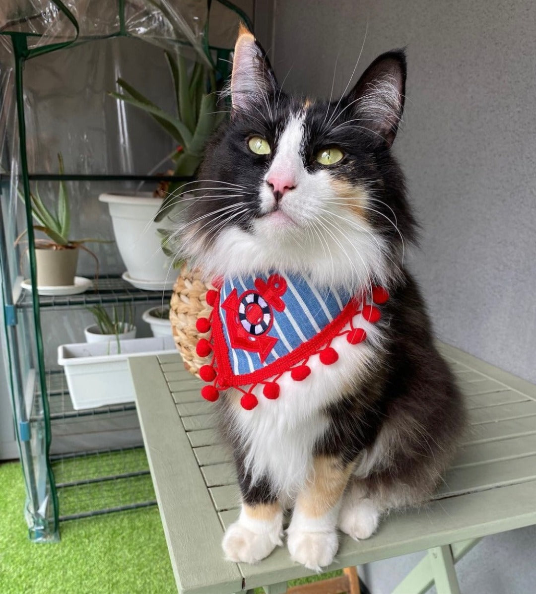 Flauschige Katze trägt gestreiftes Katzenhalstuch mit Anker und roter Bommelborte