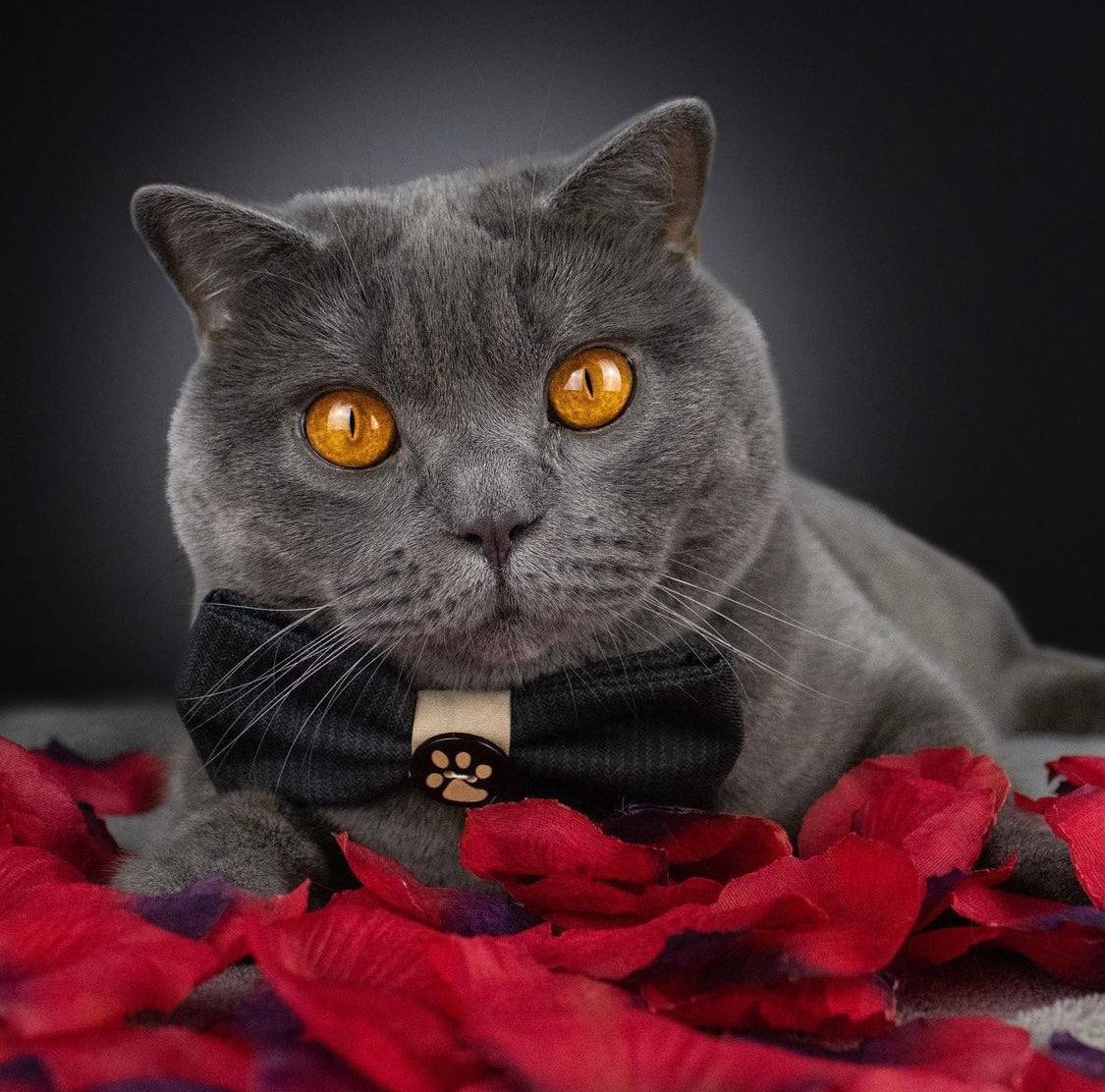 Graue Katze trägt schwarze Katzenschleife mit Pfötchen Knopf