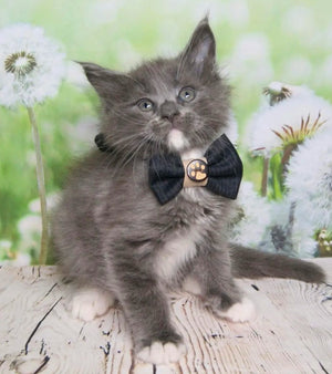 Katzenbaby trägt schwarze Schleife mit Pfoten-Knopf