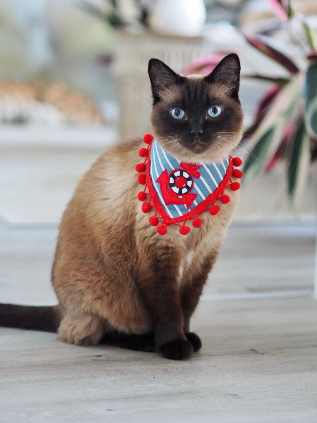 Siamkatze trägt blau weiß gestreiftes Katzenhalstuch mit Anker und roter Bommelborte