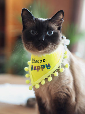 Siamkatze trägt neon gelbes Katzenhalstuch mit Bommelborte