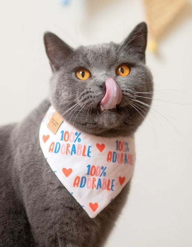 Graue Katze trägt Katzenhalstuch mit adorable Aufdruck beim Fotoshooting