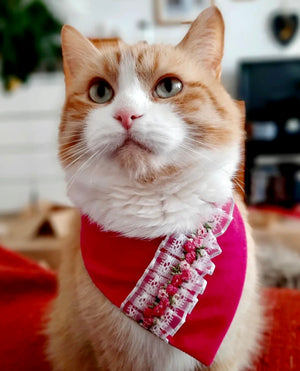 Süße Katze trägt pinkes Katzenhalstuch aus Cord mit Blumenborte