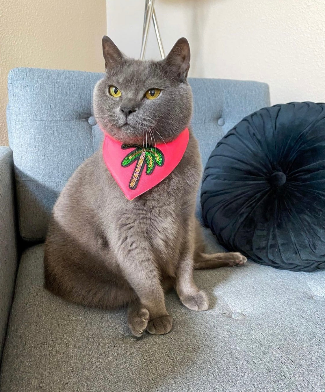 Graue Katze trägt neon pinkes Katzenhalstuch mit Palme aus Pailletten