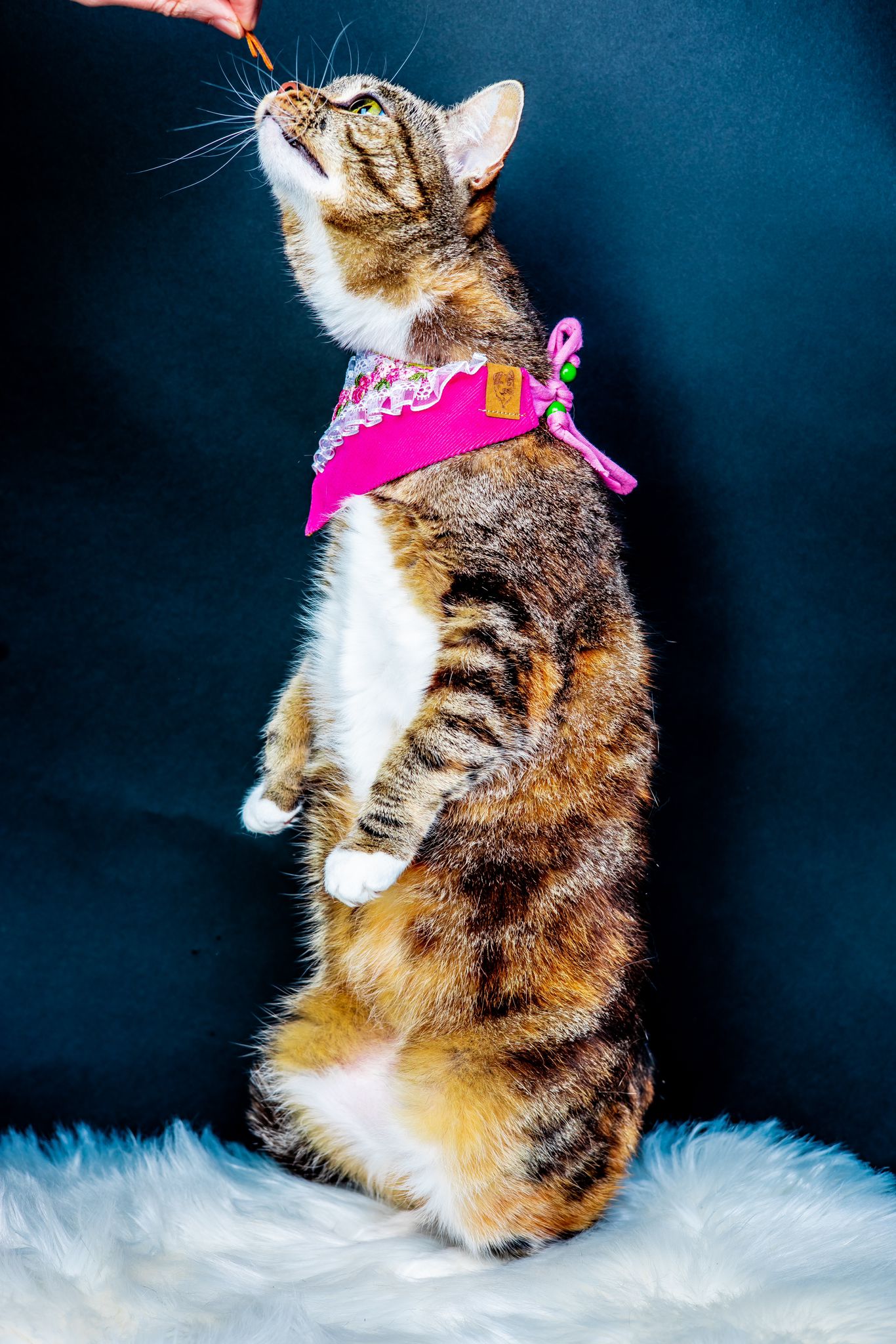 Katze trägt Katzenhalstuch zum Binden in pink beim Fotoshooting