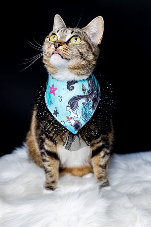Süße Katze trägt türkises Katzenhalstuch mit Meerjungfrau und Tüllborte beim Fotoshooting