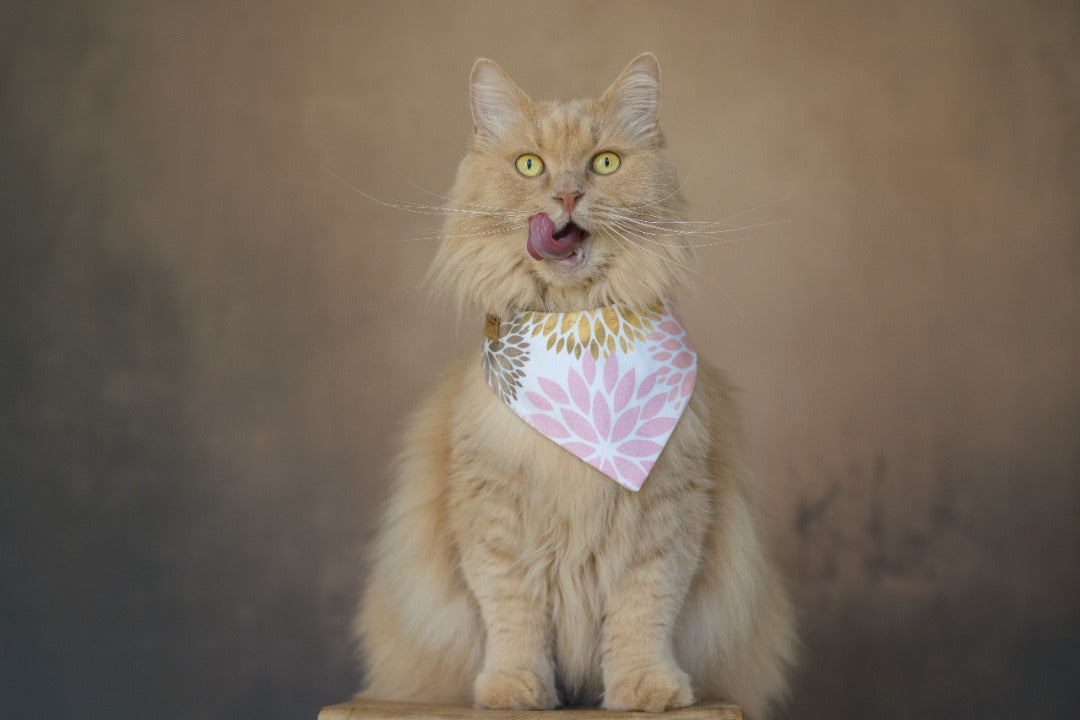 Flauschige Katze trägt Katzenhalstuch mit floralem Muster zum Fotoshooting