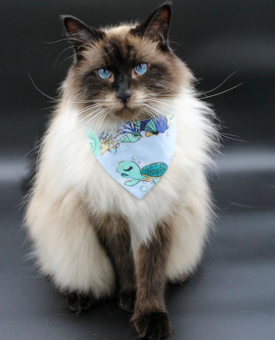 Flauschige Katze trägt hellblaues Katzenhalstuch mit Muscheln und Schildkröte beim Fotoshooting