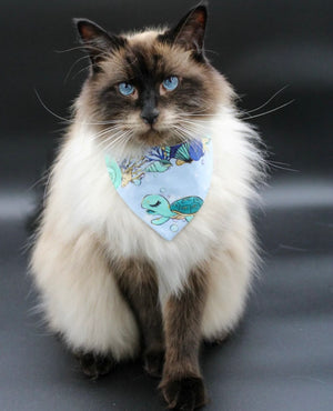 Flauschige Katze trägt hellblaues Katzenhalstuch mit Muscheln und Schildkröte beim Fotoshooting