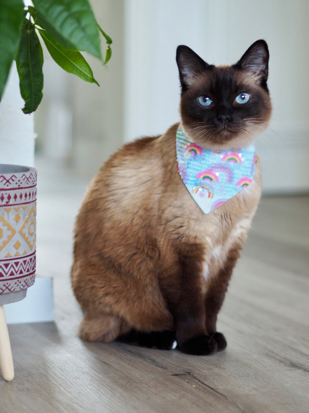 Siamkatze trägt hellblaues Katzenhalstuch mit Pailletten und Regenbogen