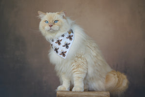 Katzenmodel trägt weißes Katzenhalstuch mit Bienen beim Fotoshooting