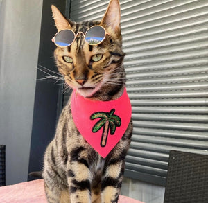 Bengalkatze trägt Katzenhalstuch in neon pink mit Palme aus Pailletten