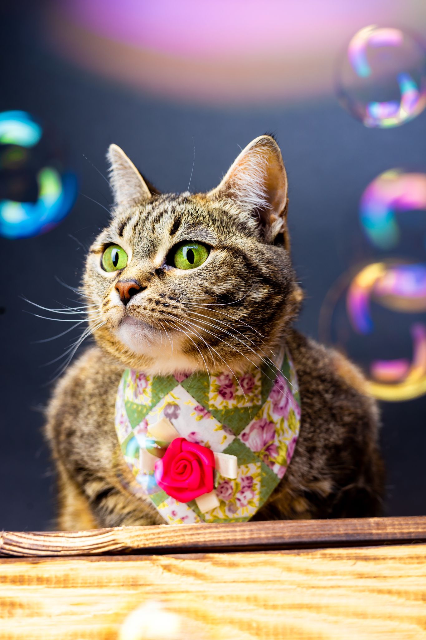 Getigerte Katze trägt handgemachtes Katzenhalstuch mit Blumenmuster