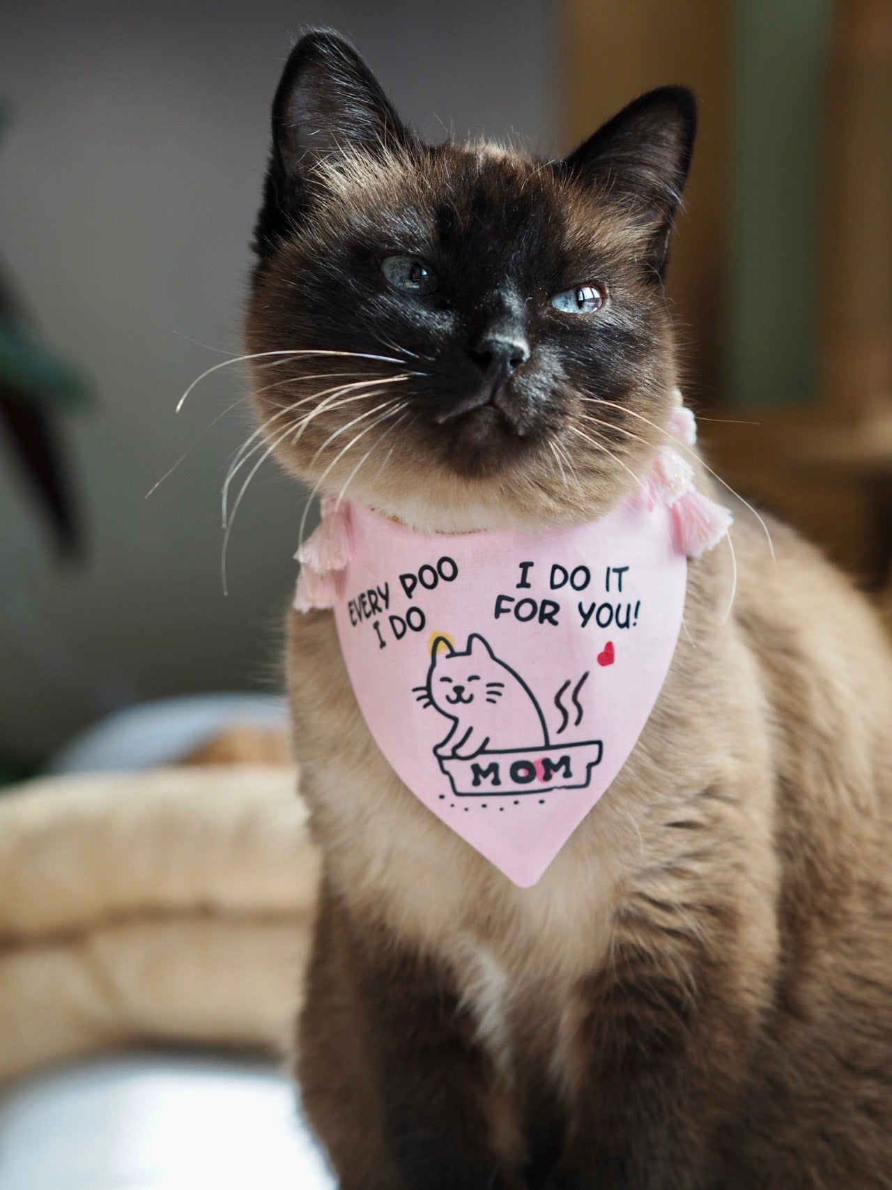 Siamkatze trägt rosa Katzenbandana zum Muttertag mit Aufdruck