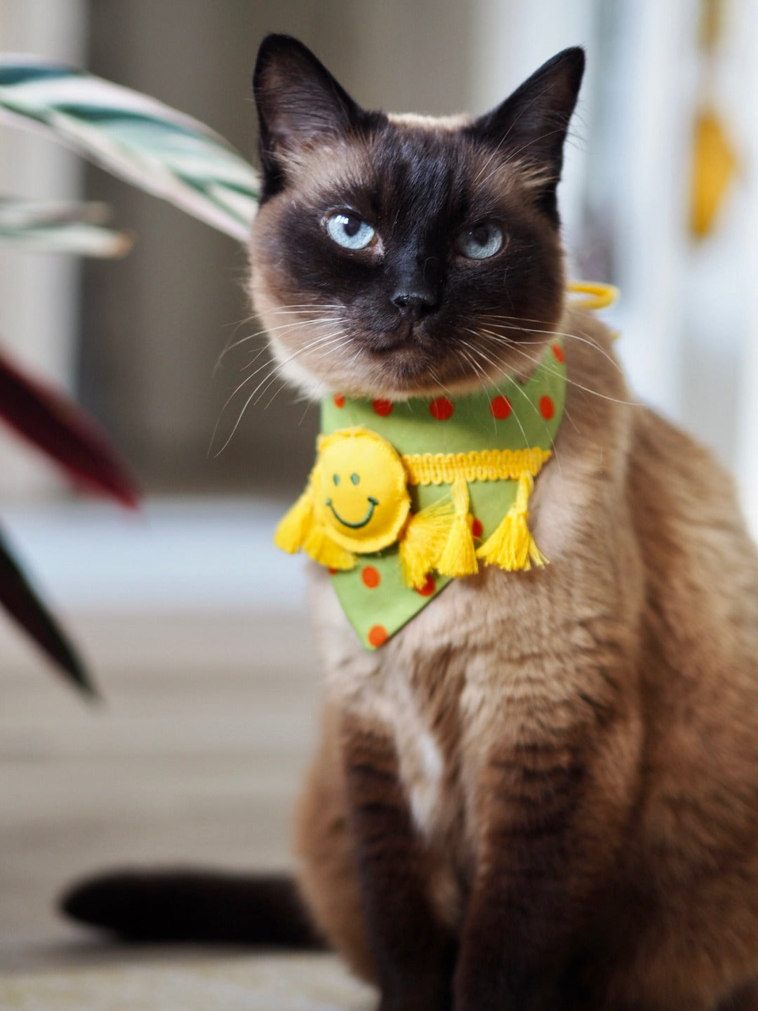 Siamkatze trägt Katzenhalstuch mit Smiley und Fransen beim Fotoshooting
