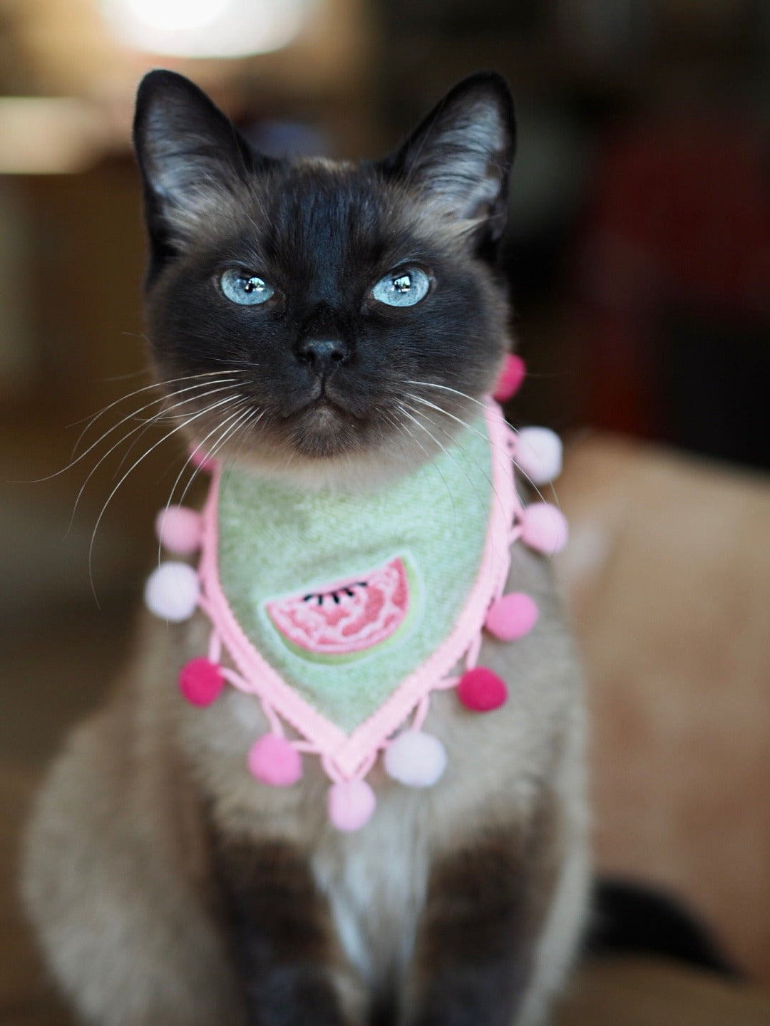 Siamkatze trägt grünes Katzenhalstuch mit Wassermelone und rosa Bommelborte