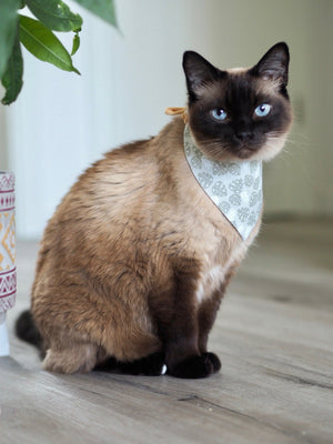 Siamkatze trägt Katzenhalstuch zum Binden mit Blattmuster beim Fotoshooting