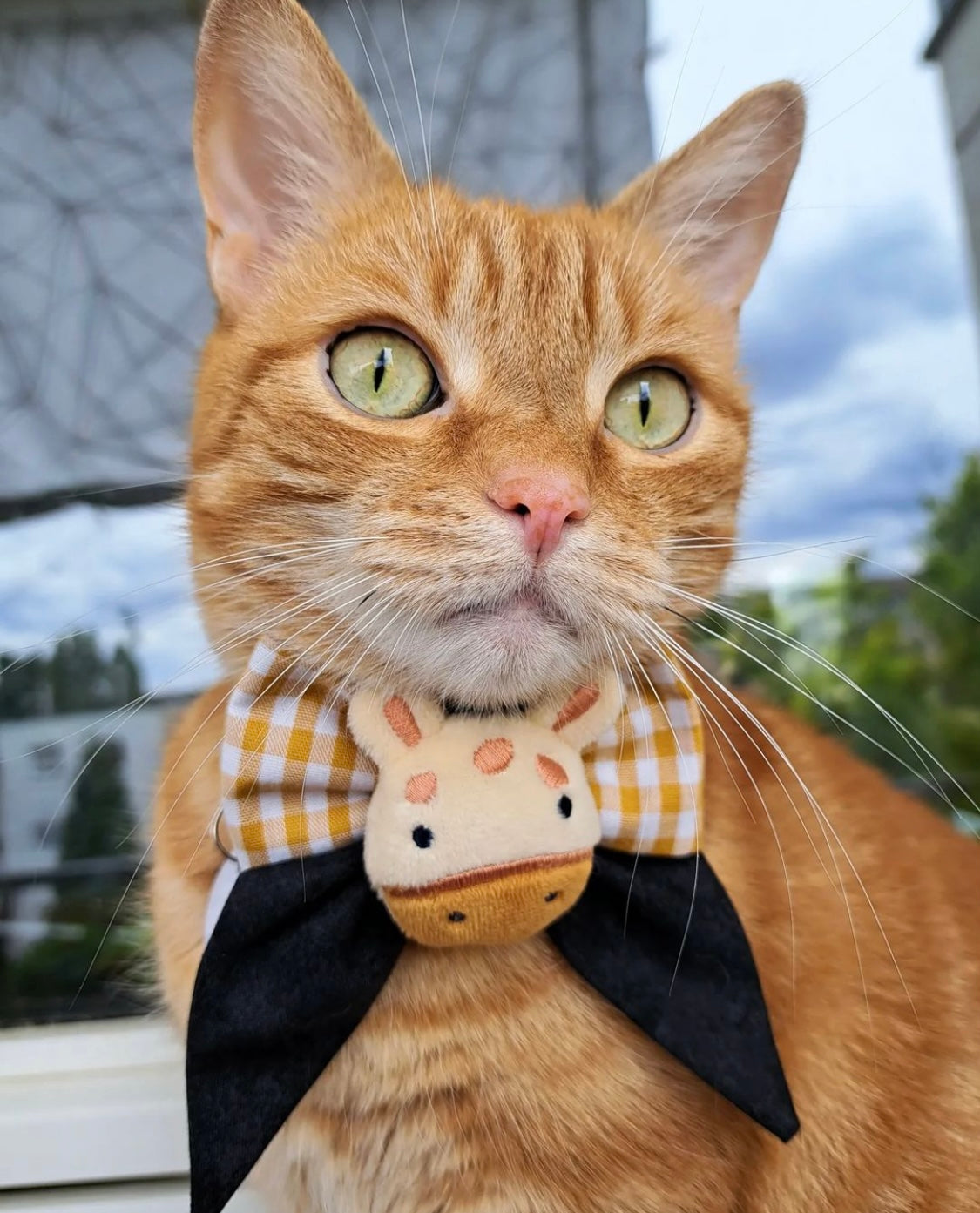 Orange Katze trägt Katzenschleife mit Giraffe in schwarz und gelb