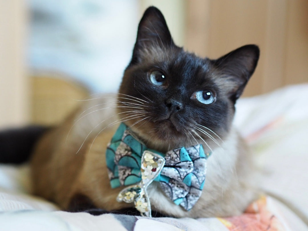 Siamkatze trägt Katzenschleife mit Schwanzflosse aus Pailletten