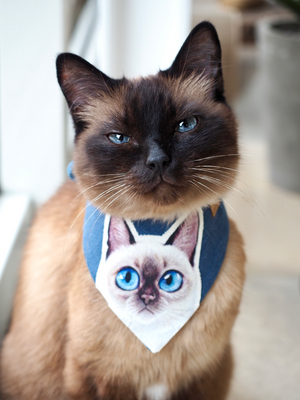 Cat Bandana * Behind blue eyes