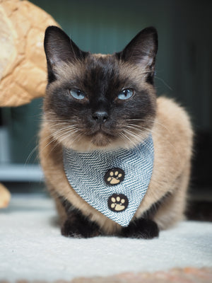 Dog Bandana * Cat Bandana * James Pawnd