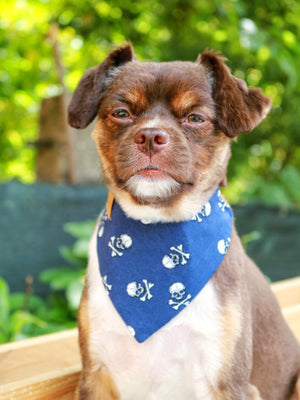 Dog Bandana * Cat Bandana * Dead men tell no tales