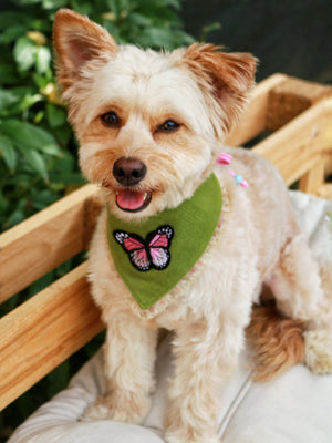 Dog Bandana * Cat Bandana * Blossoms & Butterflies