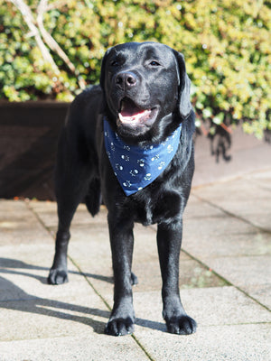 Dog Bandana * Cat Bandana * Dead men tell no tales