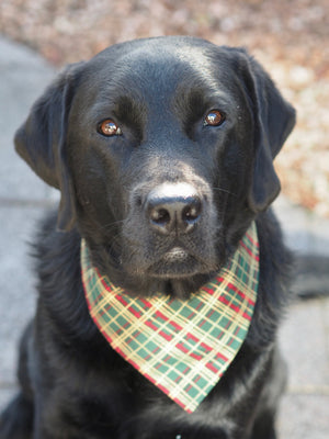 Christmas * Dog Bandana * Cat Bandana * Reindeer * checked * green * red * gold * Merry Fluffmas