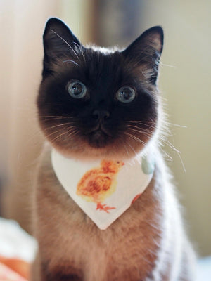 Easter * Dog Bandana * Cat Bandana * Chicken * Fringe * Feeling egg-stra!