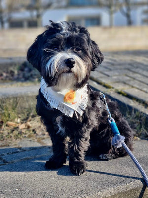 Easter * Dog Bandana * Cat Bandana * Chicken * Fringe * Feeling egg-stra!