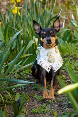 Easter * Dog Bandana * Cat Bandana * Chicken * Fringe * Feeling egg-stra!