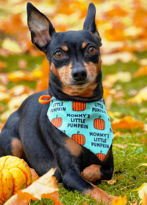 Halloween * Dog Bandana * Cat Bandana * Mommy's little Pumpkin
