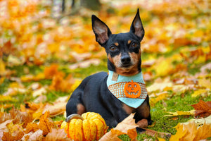 Halloween * Dog Bandana * Cat Bandana * Mommy's little Pumpkin