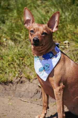 Süßer brauner Hund trägt hellblaues Hundehalstuch mit Muscheln und Schildkröte