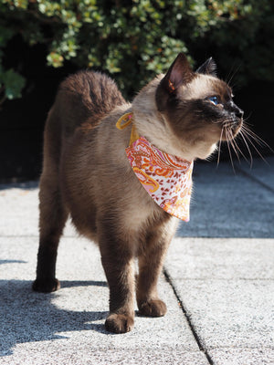 Dog Bandana * Cat Bandana * Paws in Paisley